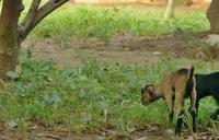 goat-baby-animal-domestic-grass-667829.jpg