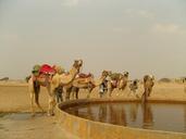 camel-india-kuri-458615.jpg