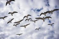 birds-flight-seagulls-fly-nature-1216039.jpg