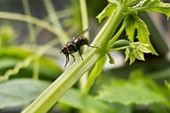 housefly-artichoke-sheet-green-344331.jpg