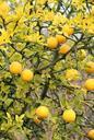 lemon-citron-with-lemon-fruit-974971.jpg