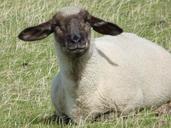 sheep-wool-animal-view-herd-animal-441944.jpg