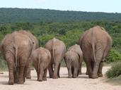 elephant-herd-of-elephants-flock-334456.jpg