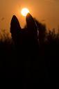 summer-sunset-dog-malinois-672723.jpg