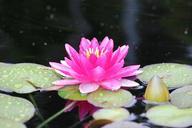 water-lily-pink-lotus-flower-538166.jpg