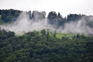 alpine-forest-fog-cloudiness-456491.jpg