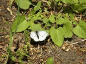 butterfly-nature-summer-664160.jpg