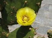 Cactus flower macro.jpg