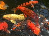 fish-koi-pond-carp-colorful-1468721.jpg