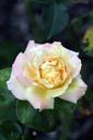 yellow-rose-flower-yellow-nature-1558783.jpg