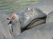 hippo-wild-south-africa-wild-life-1508822.jpg