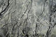 ice-hoarfrost-winter-branches-498267.jpg