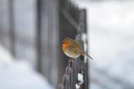 robin-bird-red-robin-82728.jpg