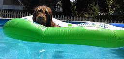 labradoodle-pool-raft-relaxation-1255898.jpg