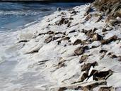 ice-river-winter-landscape-cold-636042.jpg