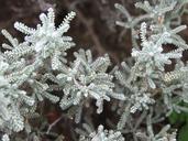 lavender-cotton-herb-spices-plant-341934.jpg