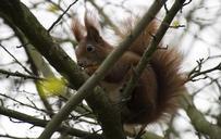 squirrel-garden-time-of-year-bushes-534678.jpg