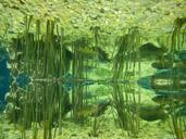 aquarium-fish-mirroring-symmetry-838763.jpg