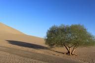 desert-tree-blue-sky-651948.jpg