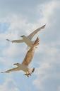 seagull-birds-flight-wings-sky-754474.jpg