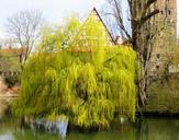 tree-pasture-weeping-willow-1320327.jpg