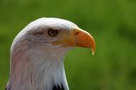 bald-eagle-portrait-639220.jpg