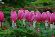 bleeding-hearts-flowers-perennial-1591110.jpg