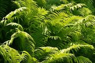 ferns-green-stuff-sunbeam-fruitful-1488919.jpg