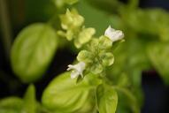 basil-blossom-bloom-macro-eat-743519.jpg