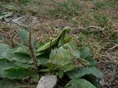 praying-mantis-insect-animal-macro-19857.jpg