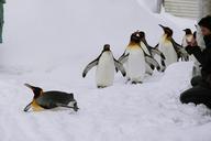 Penguins-Walk-in-Asahiyama-Zoo.jpg