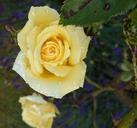 yellow-rose-garden-flower-blossom-815892.jpg