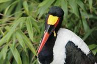 stork-stork-type-saddle-stork-bird-349385.jpg