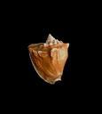 Sea shell on black background.jpg