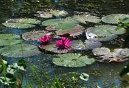 pond-lake-lily-flower-water-987226.jpg