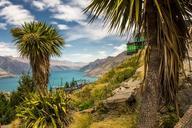 queenstown-new-zealand-cabbage-tree-277076.jpg