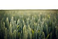 wheat-wheat-field-harvest-crop-336520.jpg