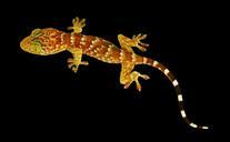 gecko-lizard-tokhe-reptile-247316.jpg