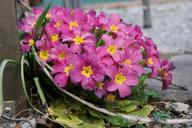 primrose-flower-spring-blossom-1530462.jpg