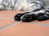 cat-paws-tabby-feline-foot-pads-660440.jpg