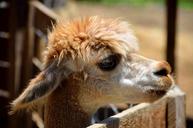 alpaca-closeup-animal-wool-fur-1651897.jpg