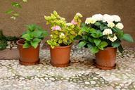 flowerpot-plant-flower-decoration-1028430.jpg