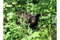 Black bear cub ursus americanus in forrest.jpg