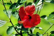 red-hibiscus-exotic-flower-botany-1034792.jpg