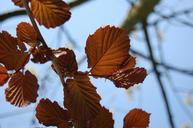 leaves-sky-deciduous-tree-branches-266839.jpg