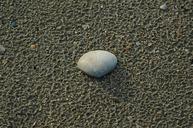 shell-north-sea-sand-sea-beach-1292485.jpg