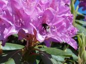 rhododendron-with-hummel-pink-350980.jpg