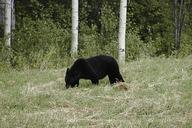 bear-black-animal-wildlife-mammal-53508.jpg