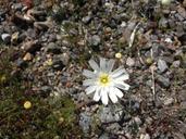 white-desert-flower-nature-spring-973539.jpg