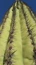 saguaro-cactus-arizona-cacti-spiky-232761.jpg